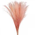 Floristik24 Caña china rosa claro hierba seca Miscanthus H75cm 10p