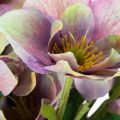 Ramo de rosas artificiales de Navidad con flores moradas, 35 cm, 6 unidades. | Floristik24.es
