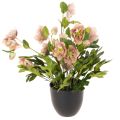 Floristik24 Planta artificial de heléboro en maceta, rosa de Navidad, para decoración del hogar, 50 cm.