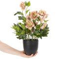 Planta artificial de heléboro en maceta, rosa de Navidad, para decoración del hogar, 50 cm. | Floristik24.es