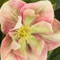 Planta artificial de heléboro en maceta, rosa de Navidad, para decoración del hogar, 50 cm. | Floristik24.es