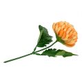 Floristik24 Crisantemo Naranja Ø7cm L18cm 1ud