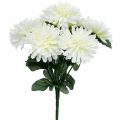 Floristik24 Crisantemo blanco con 7 flores