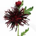 Floristik24 Crisantemo Rojo Oscuro 73cm