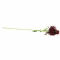 Floristik24 Crisantemo Rojo Oscuro 73cm