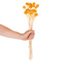 Ramo de flores secas Craspedia de 55 cm, 20 unidades. | Floristik24.es
