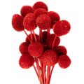 Floristik24 Flores de Craspedia secas, teñidas, con tallos largos, 55 cm, 20 unidades