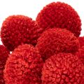 Flores de Craspedia secas,