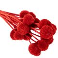 Flores de Craspedia secas,