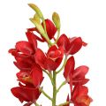 Floristik24 Orquídea cymbidium rojo 78cm