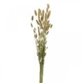 Floristik24 Lagurus seco, flores secas de Lagurus, hierba Lagurus natural L30–70cm 45g