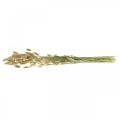 Floristik24 Lagurus seco, flores secas de Lagurus, hierba Lagurus natural L30–70cm 45g