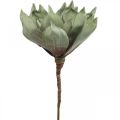 Floristik24 Deco flor de loto, flor de loto, flor de seda verde L64cm