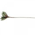 Floristik24 Deco flor de loto, flor de loto, flor de seda verde L64cm