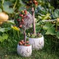 Musgo decorativo – musgo y líquen auténticos para arreglos florales 250 g | Floristik24.es