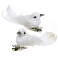 Floristik24 Deco pareja de palomas Deco pájaros con clip blanco L5cm 4pcs