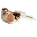 Floristik24 Pájaro decorativo para pegar Marrón 10cm 12pcs