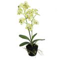 Floristik24 Mini orquídea verde claro con globo 30cm