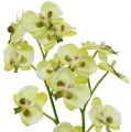 Floristik24 Mini orquídea verde claro con globo 30cm