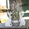 Floristik24 Conejo decorativo sentado decoración de primavera shabby chic H25cm 2pcs