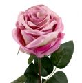 Floristik24 Rosa decorativa rosa antigua Ø10cm L65cm 3 piezas