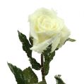 Floristik24 Rosa decorativa blanca nevada Ø6cm 6pcs