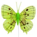 Floristik24 Deco mariposas verdes 8cm 6pcs