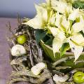 Floristik24 Deco rama curry arbusto verde lavado 500g