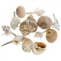 Floristik24 Conchas decorativas y caracoles vacíos blancos, decorativos naturales marítimos 350g