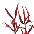 Floristik24 Deco rama roja con mica 69cm 2pcs