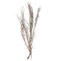 Floristik24 Ramas decorativas ramas decorativas naturales de tomillo secas 500g