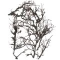 Floristik24 Deco ramas bonsai madera deco ramas 15-30cm 650g