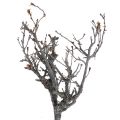 Floristik24 Deco ramas bonsai madera deco ramas 15-30cm 650g