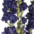 Floristik24 Delphinium seco, floristería seca, azul delphinium L64cm 25g