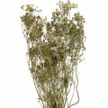 Floristik24 Flores secas eneldo naturaleza seco florística 50cm 20p