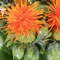 Cártamo artificial naranja como flor artificial para jarrones y decoración, 55 cm, 4 piezas | Floristik24.es