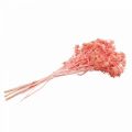 Floristik24 Rama decorativa de cardo seco Flores secas rosa empolvado 100g
