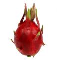 Floristik24 Fruta del dragón 15cm rojo 1pc