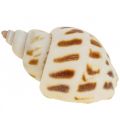 Floristik24 Conchas reales decoración de conchas de caracol, Concha de nácar Capiz 400g