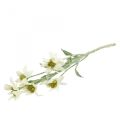 Floristik24 Edelweiss flor artificial blanca flocada 38cm