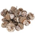 Floristik24 Bellotas, producto natural para decoración, blanqueadas, 1-3 cm, 300 g