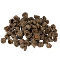 Floristik24 Cáscaras de bellota naturales, cuencos decorativos para otoño y Adviento, 2 cm, 300 g
