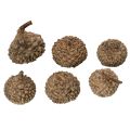 Cáscaras de bellota naturales, cuencos decorativos para otoño y Adviento, 2 cm, 300 g | Floristik24.es