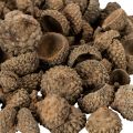 Cáscaras de bellota naturales, cuencos decorativos para otoño y Adviento, 2 cm, 300 g | Floristik24.es