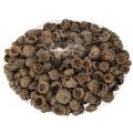 Cáscaras de bellota naturales,