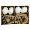 Floristik24 Mezcla de huevos de decoración huevos de codorniz y huevos de gallina Huevos de Pascua soplados