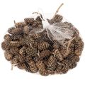 Piñas de aliso, producto