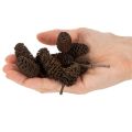 Piñas de aliso naturales, sueltas, para decoración, 3 cm, 300 g, color marrón natural. | Floristik24.es