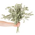 Rama de eucalipto artificial, rama decorativa para jarrones y ramos, 49 cm, 4 unidades. | Floristik24.es