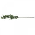 Floristik24 Deco rama eucalipto rama artificial eucalipto 75cm